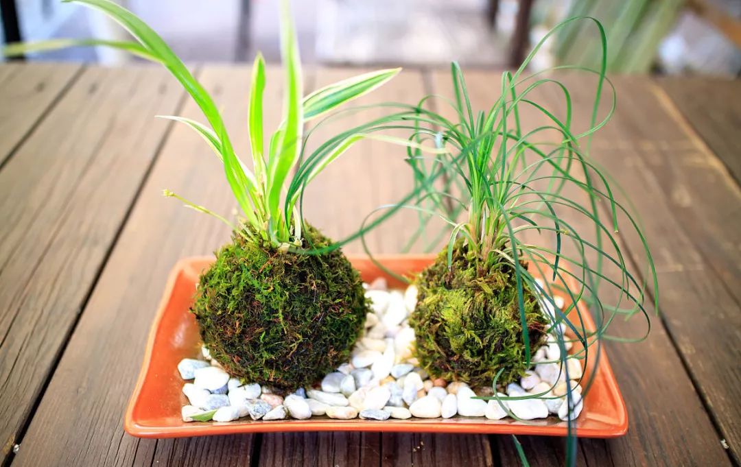 养植物养不活怎么回事,养植物养不活怎么照顾都没用