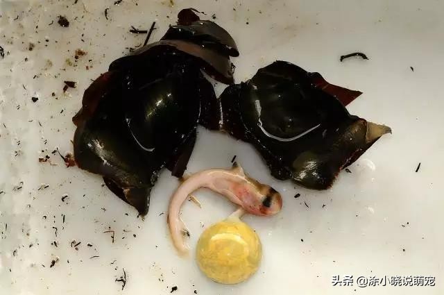 体型凶狠的鲨鱼有哪些,鲨鱼幼崽从蛋出来的全过程