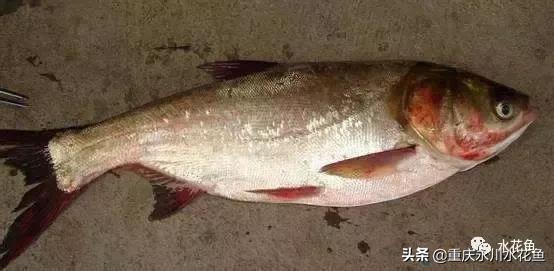 鲢鳙出血病防治方法,花白鲢败血症用什么药