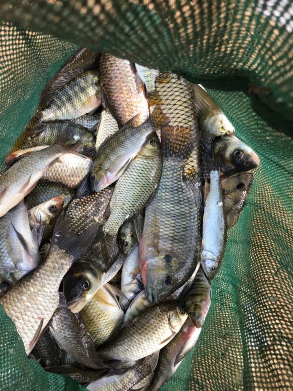 春季钓鱼如何诱鱼,春季钓鱼诱鱼