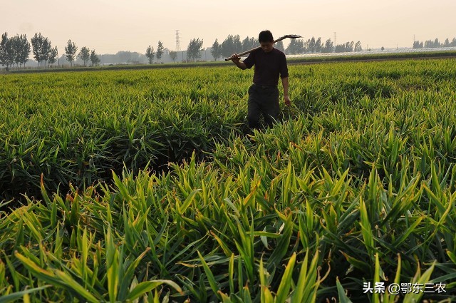 种生姜可以用硼肥和磷酸二氢钾吗,磷酸二氢钾生姜撒施一亩地用多少