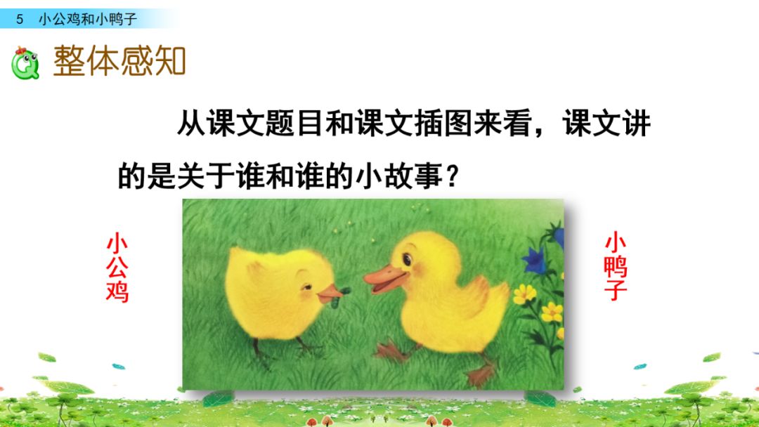 小公鸡和小鸭子一年级下册视频,一年级下语文小公鸡和小鸭子讲解