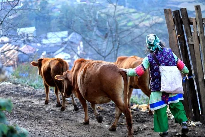 等一个人陪我去大理旅行,如果生活不如意不如一起去大理