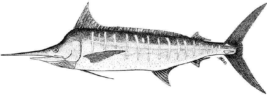 海洋中的剑鱼和旗鱼,海洋中速度最快的剑鱼