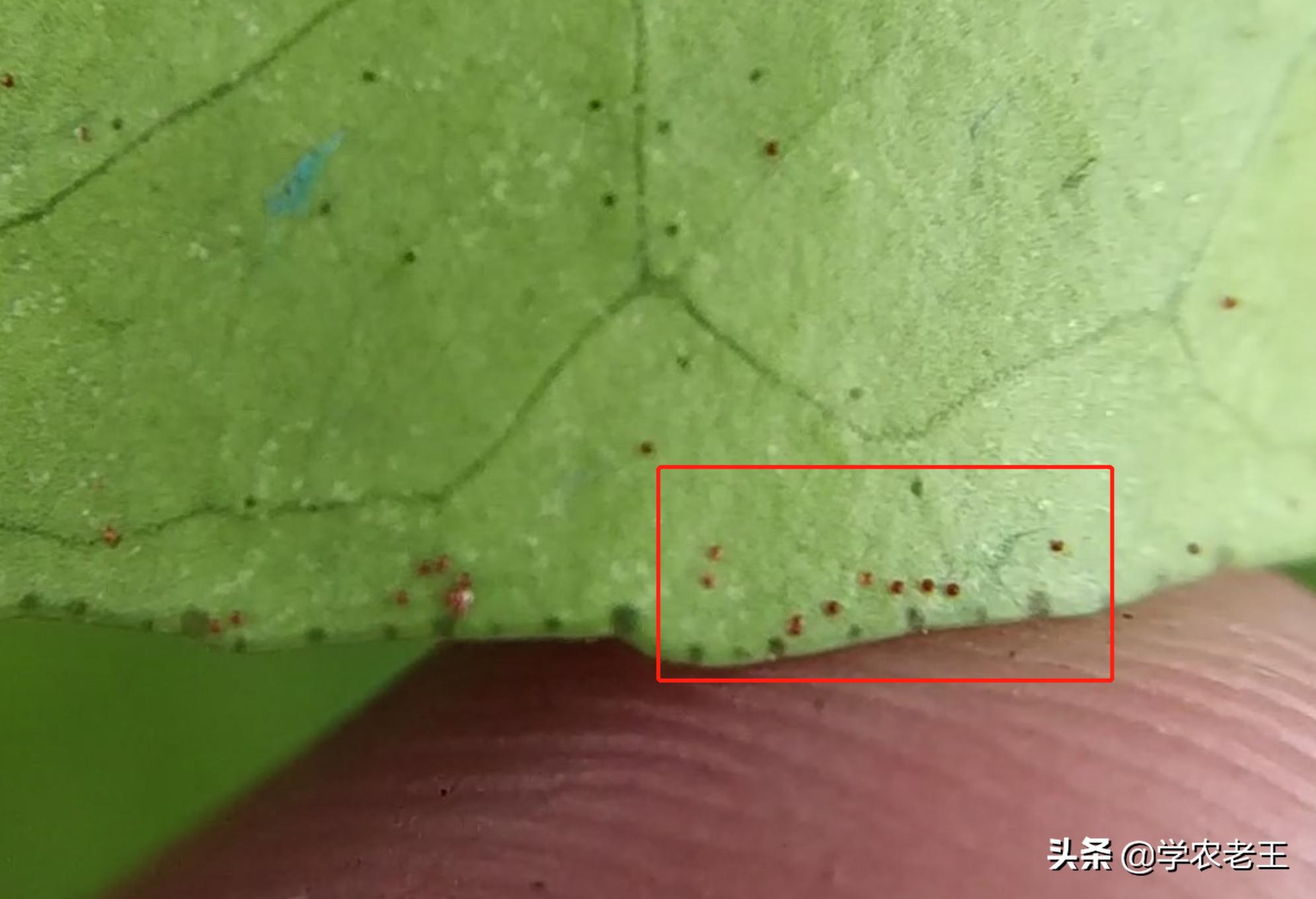 大棚草莓打红蜘蛛最好什么时间打,红蜘蛛病虫害防治大概是什么时候