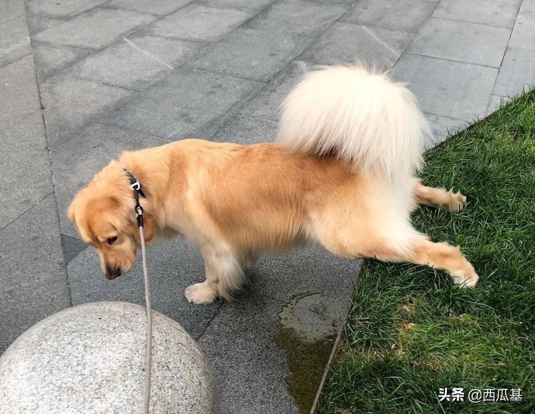 三岁的狗狗在家随地大小便怎么办,庭院散养狗狗怎么纠正随地大小便