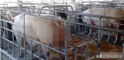 猪场母猪子宫炎实用方案分享,母猪产后炎症最佳处理方案来了