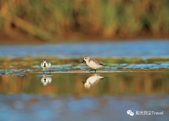 盐城世界第一大湿地,盐城黄海湿地世界遗产