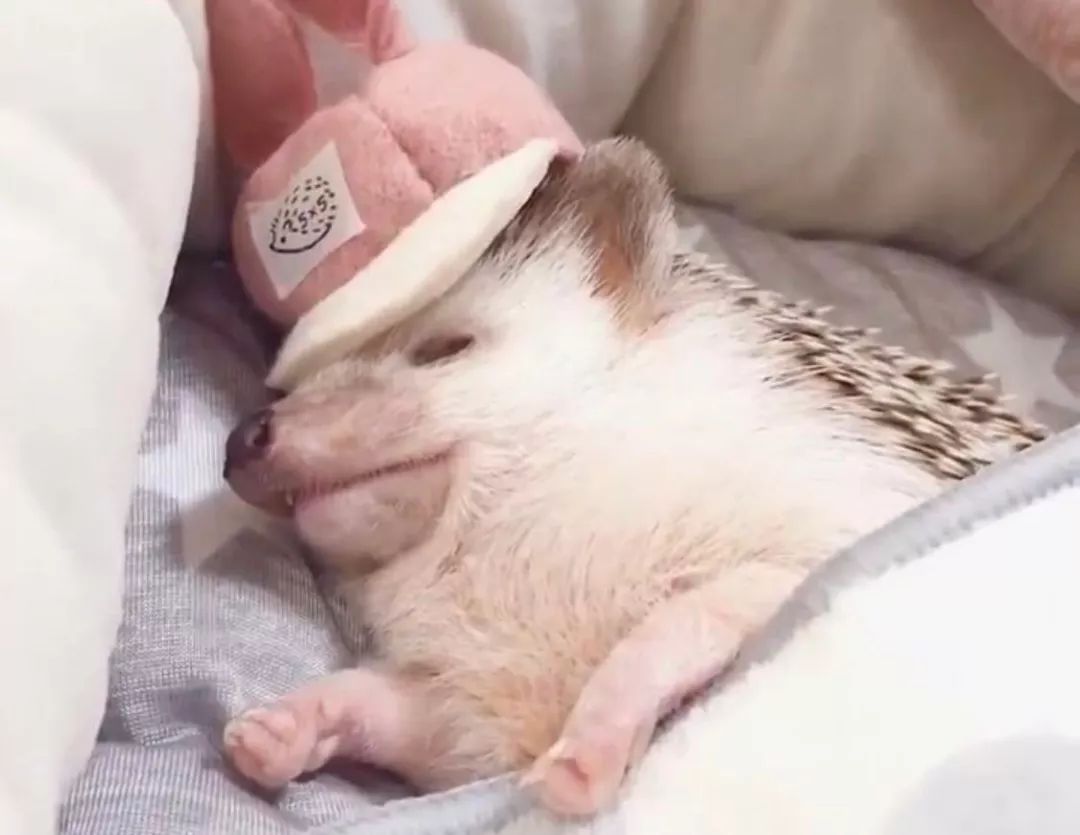 养一只戏精宠物是什么体验,养了一只小狐狸是什么体验