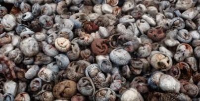 穿山甲除名是真的假的,穿山甲会被除名吗