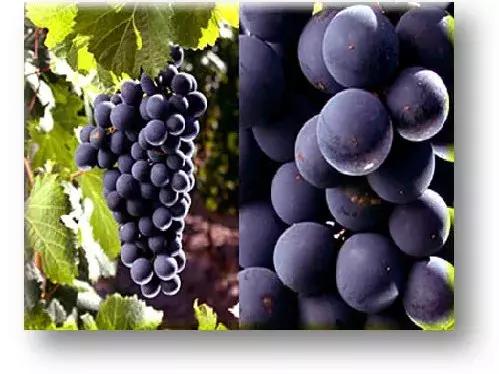 中粮长城海岸葡萄酒怎么样,长城海岸葡萄酒甜吗