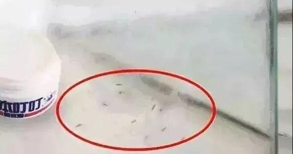 耳朵里面有蚊子嗡嗡响怎么解决,晚上睡觉蚊子嗡嗡响一招解决