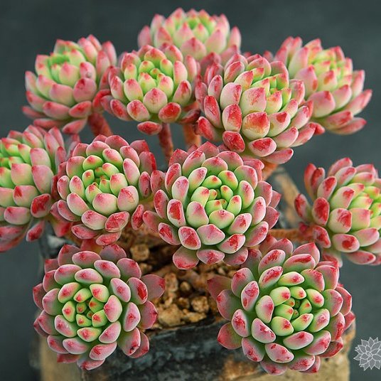 韩国大棚多肉,肉叔带你走遍韩国多肉大棚