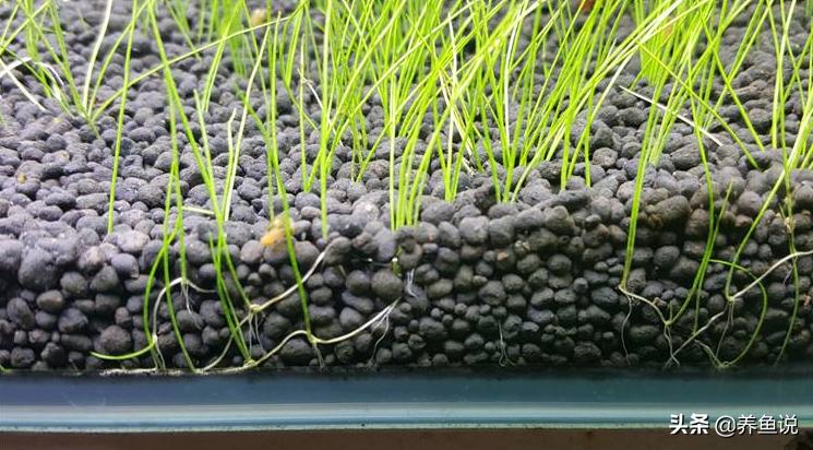 水草泥和陶粒砂火山石有啥区别,鱼缸种水草是陶粒好还是水草泥好