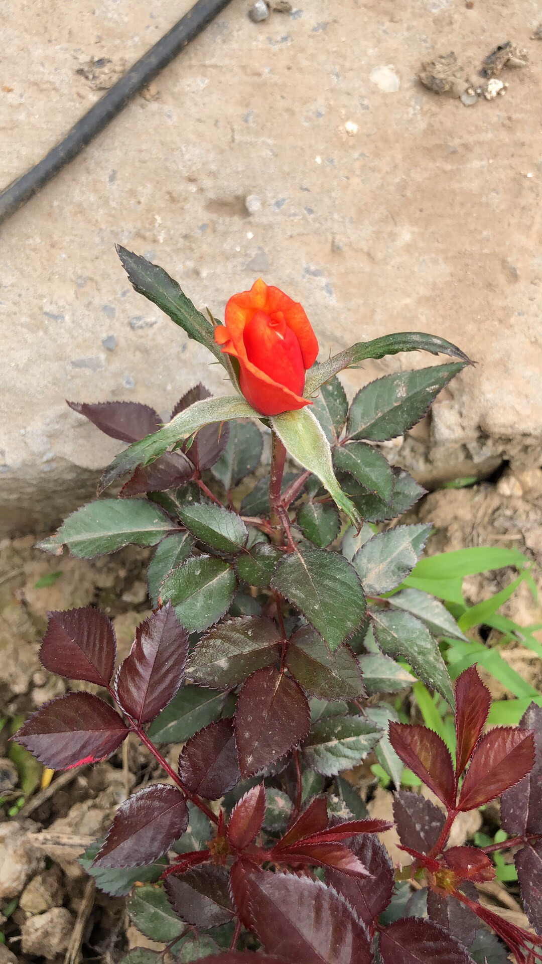 买花经验要牢记,网购花卉如何避坑