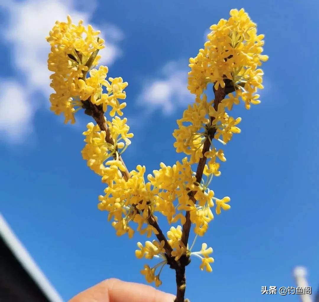 夜钓鱼口不好用什么饵料,晚上钓鱼饵料怎么搭配