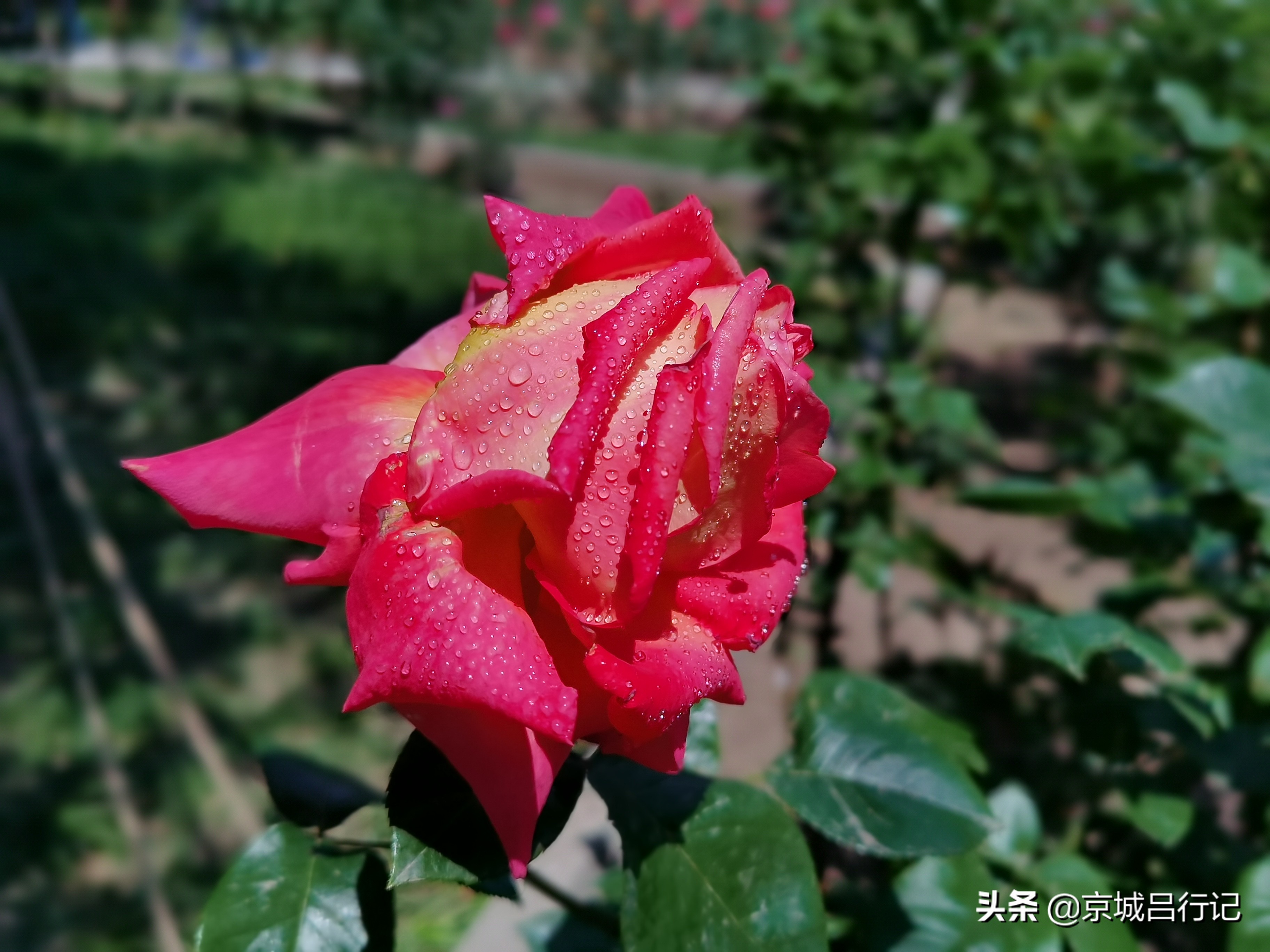 公园拍摄的月季花图片,在公园拍的牡丹花