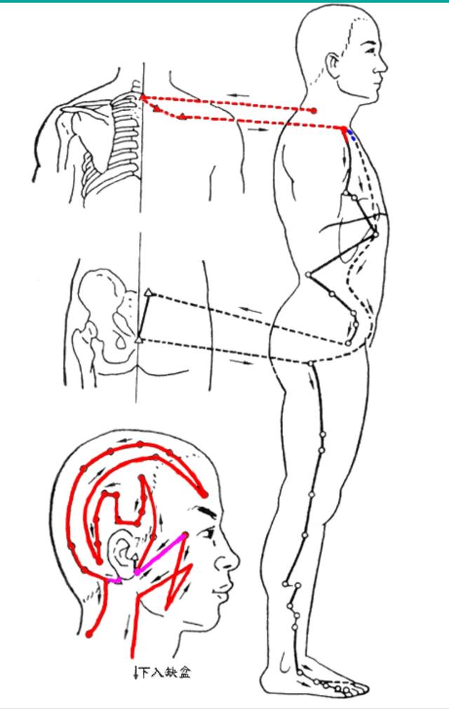 解读十四条经络走向和常用穴位,十四经络正确走向图
