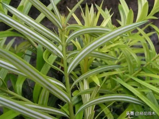 红豆杉和水杉有什么区别,红豆杉和水杉怎么辨别