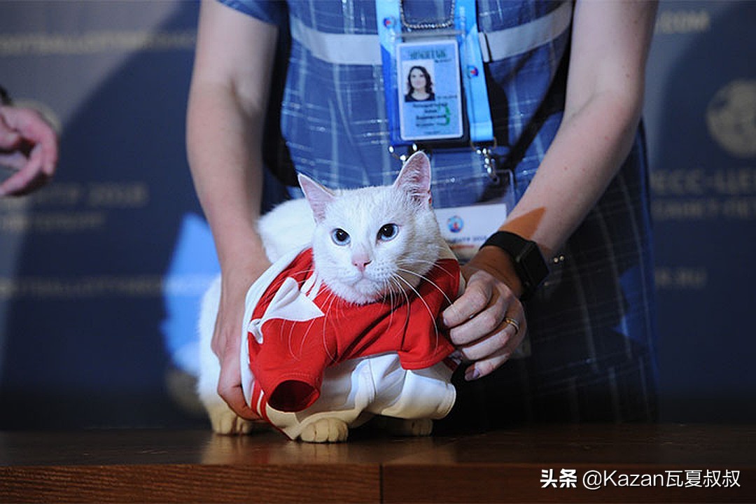 俄罗斯世界杯猫,俄罗斯最霸气的猫咪