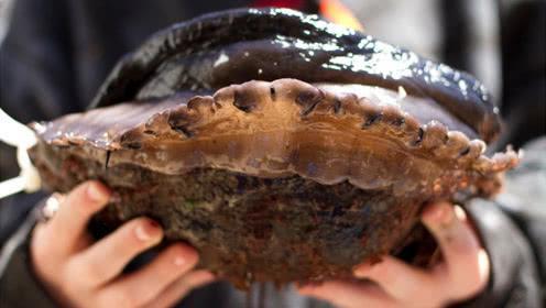 带你见识下世界上最大的鲍鱼,世界上最大的金鲍鱼