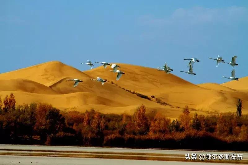 中国可以夜晚看星星的沙漠,迪拜沙漠与大海交汇的奇观