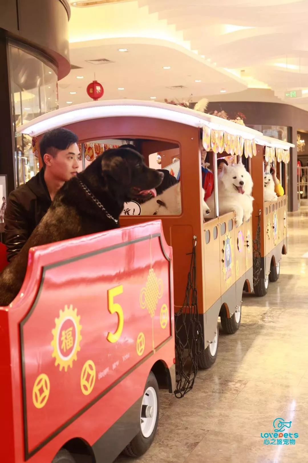 开宠物店成都哪里最好卖,成都最大宠物连锁店