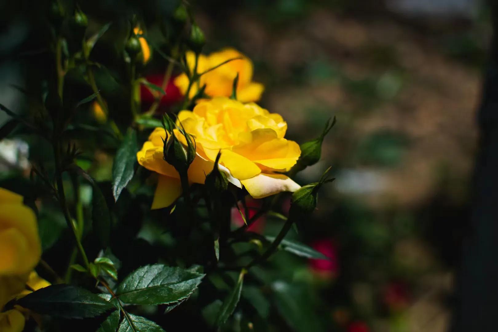 春天的花开得正好拍摄技巧,尼康35-1.8g半画幅人像样片
