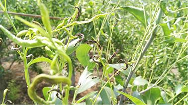 冬枣红蜘蛛怎么治最快最好,冬枣幼树被枣瘿蚊危害了