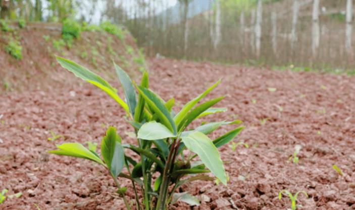 砂仁定植方法和注意事项,砂仁怎样种植的视频