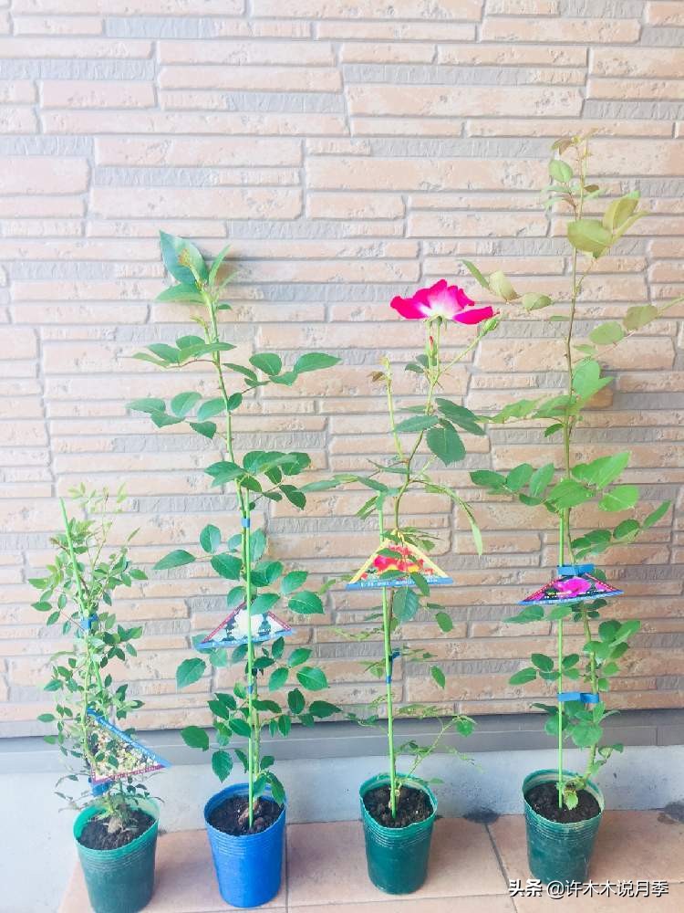 如何买到正版欧月？月季购买防骗手册，几招鉴定欧月，拒绝小白花