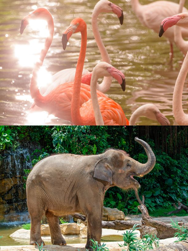 长隆野生动物世界需要几个小时,长隆野生动物园最优攻略