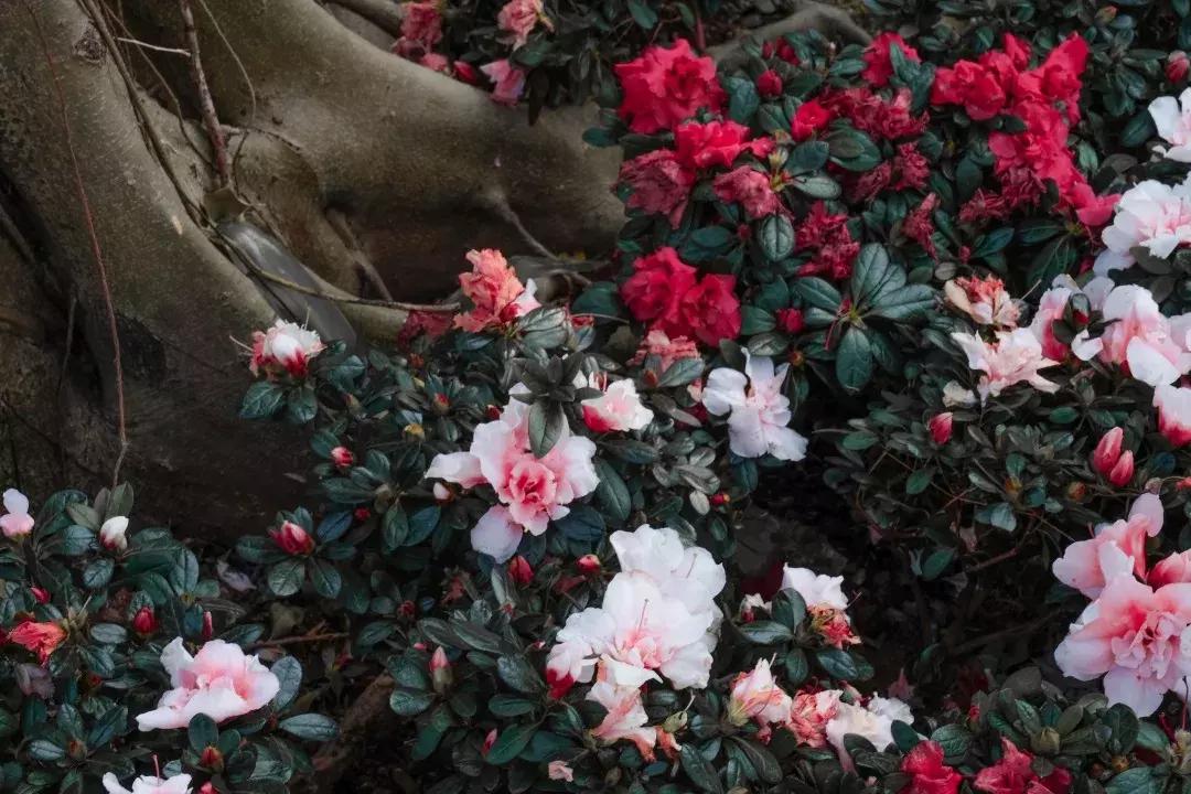 如今的世界之窗,介绍世界之窗