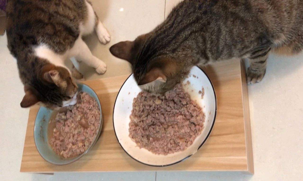 猫有牙结石牙龈红肿怎么治疗,猫已经有牙结石了怎么办