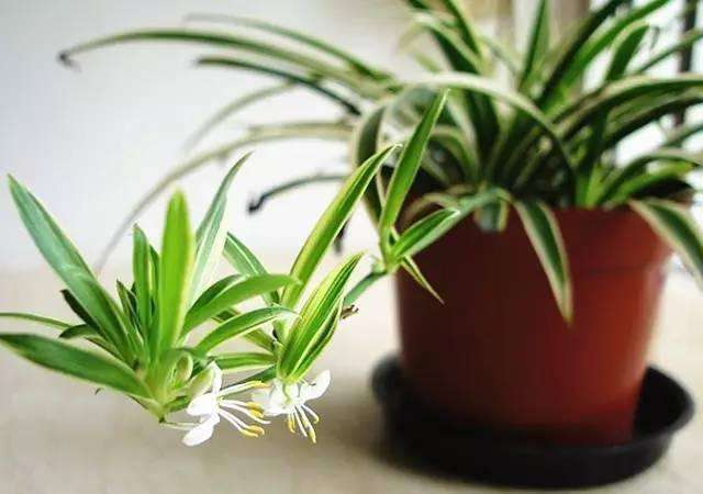 夏天吊兰叶尖焦枯如何处理,夏天吊兰怎么养护才不会腐烂