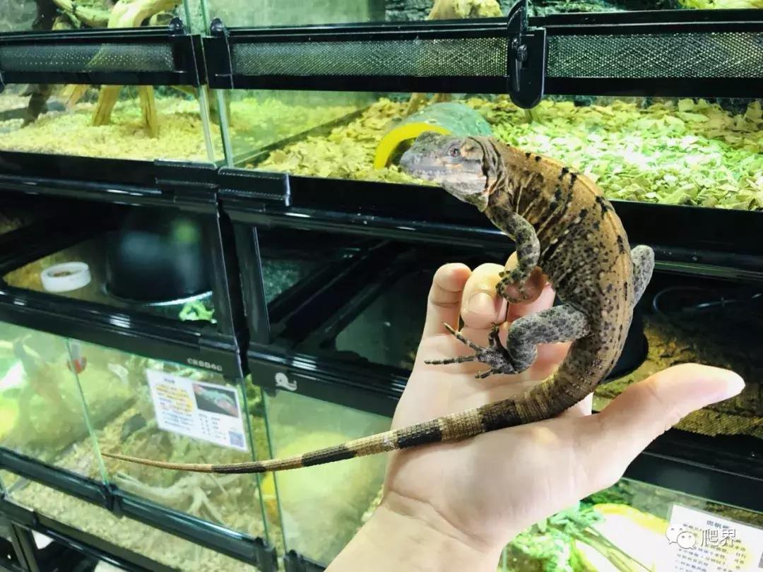 湛江爬宠店,深圳爬宠店在哪里