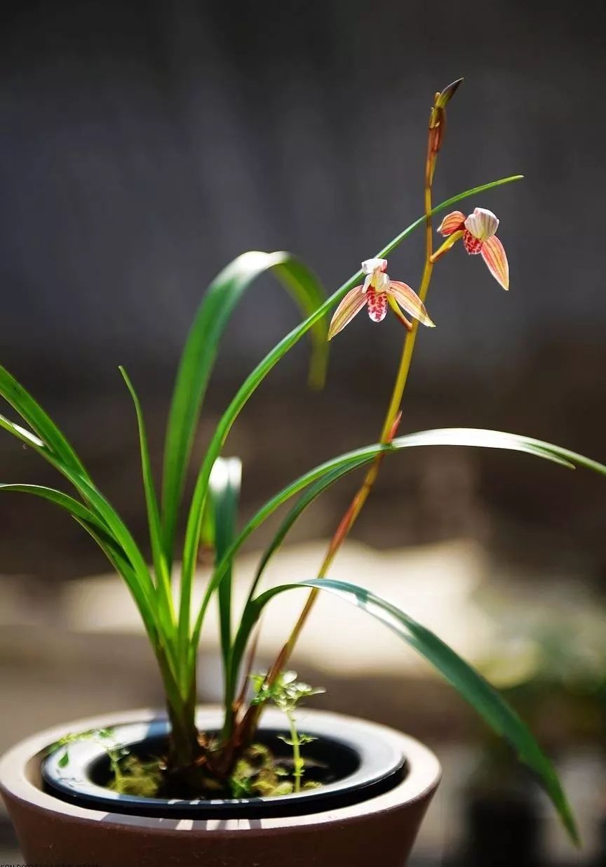兰花肥料兰花专用土,兰花施肥用什么肥料最好