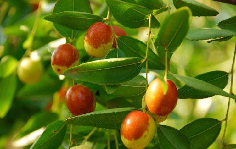 乐陵金丝小枣简介,乐陵金丝小枣