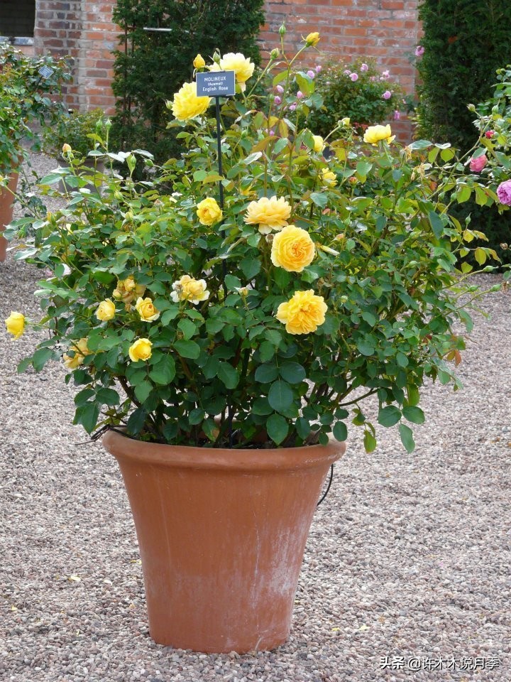 买到牙签苗怎么办,月季牙签苗能买吗