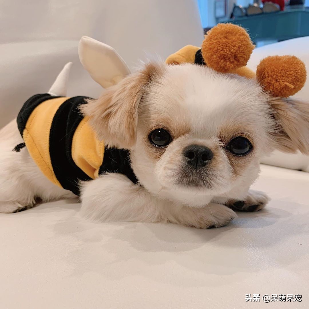 72种名犬最好养的宠物狗排名,什么狗最温顺不咬人又可爱小型犬