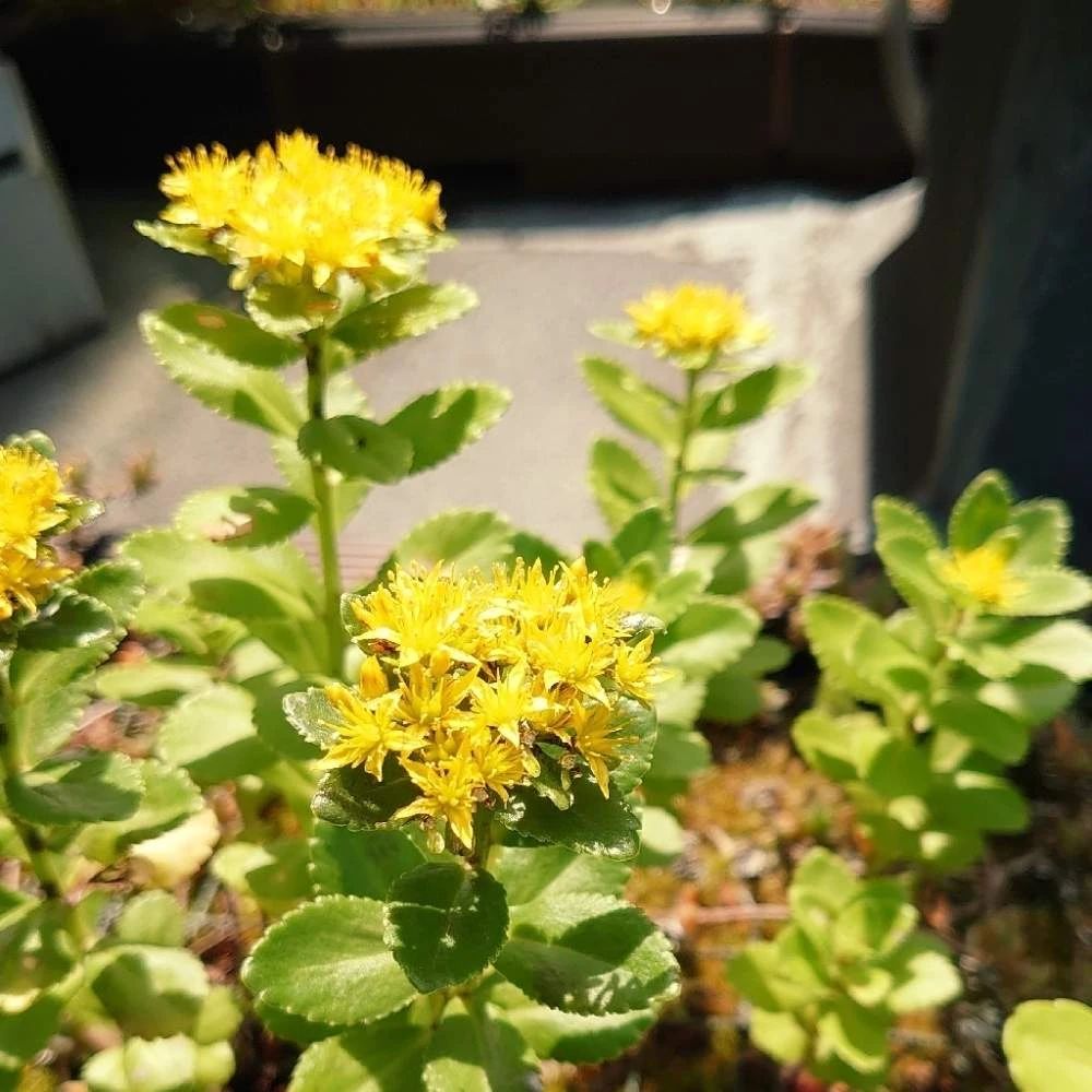 一年四季都开红花的多肉草,一年四季都红的多肉