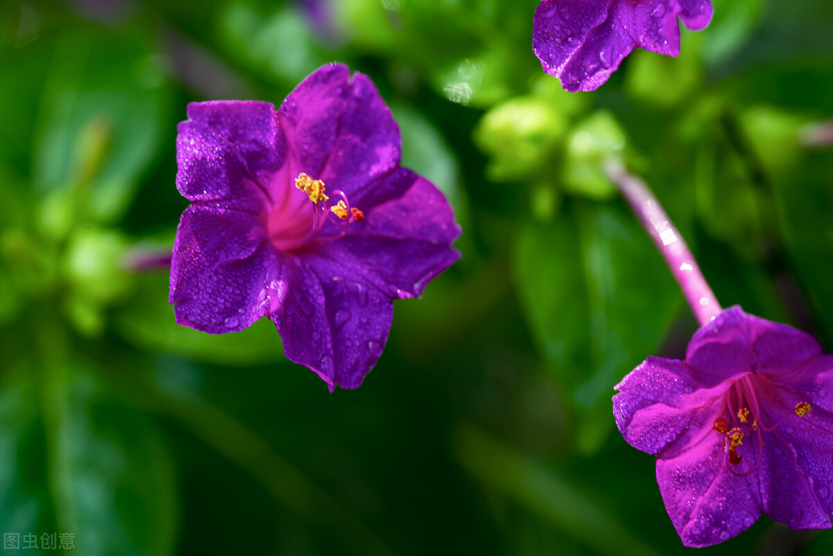 适合家庭养的带香味的无毒花,10种健康花