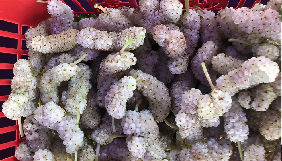 冬虫夏草500g正宗价格,2023年冬虫夏草新鲜价格表