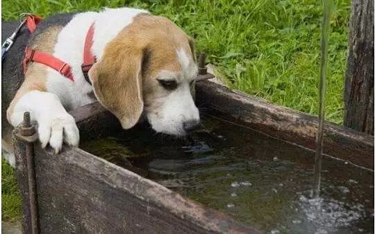 幼犬驱虫药过量会自愈吗,狗狗驱虫后的不良反应怎么处理