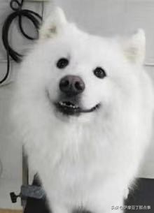 想养萨摩耶去哪,想养萨摩耶什么意思