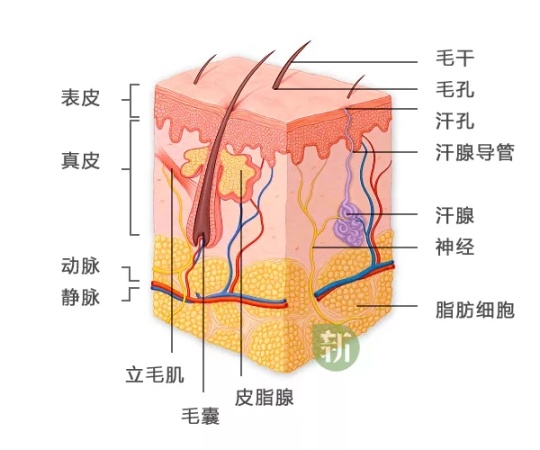 聊聊皮肤保湿有多重要,一招教你保湿皮肤