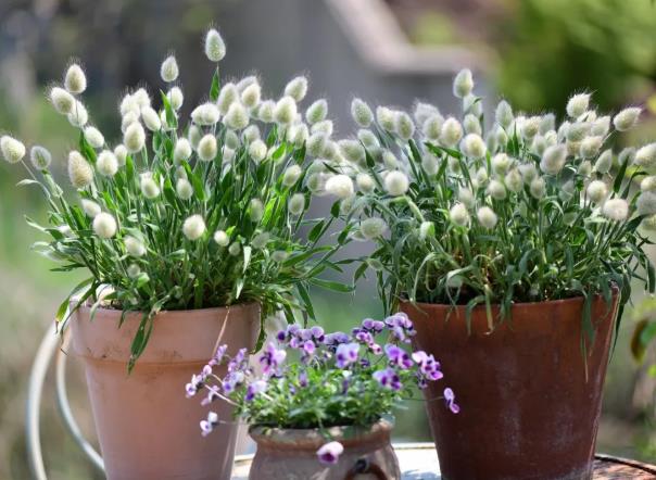 兔尾草永生花制作,兔尾草花束制作