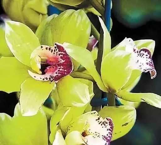 世界十大罕见花卉,世界名贵花卉高清大图