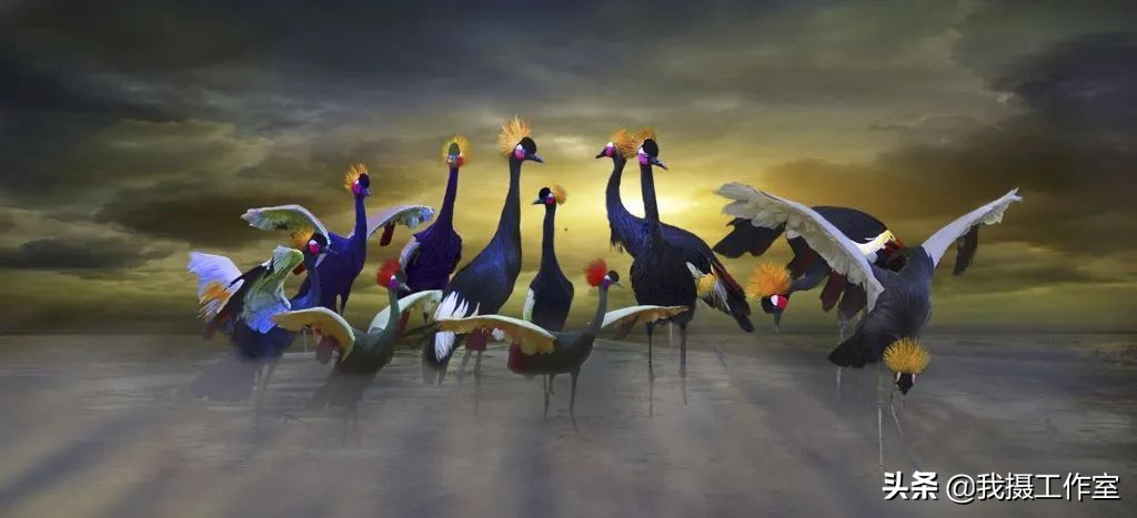 第16届国际摄影艺术展获奖作品,第29届全国摄影艺术展览作品集