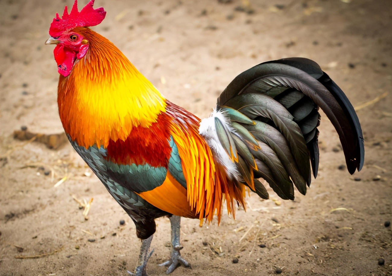 为什么公鸡吃了蜈蚣变很凶,为什么公鸡吃蜈蚣会变得很凶猛